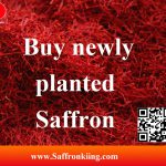 Kaufe neu gepflanzten Safran